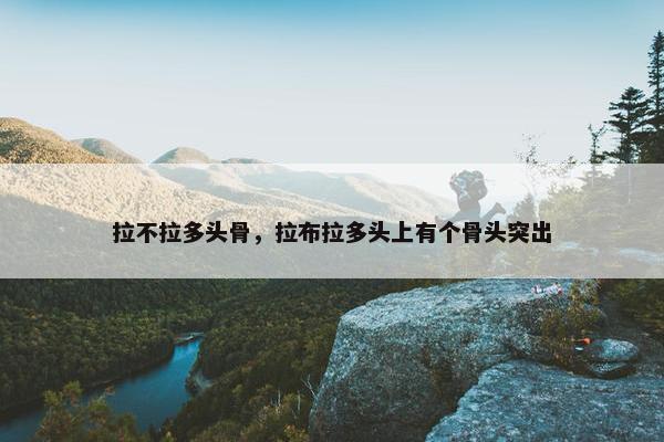 拉不拉多头骨，拉布拉多头上有个骨头突出