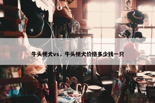 牛头梗犬vs，牛头梗犬价格多少钱一只