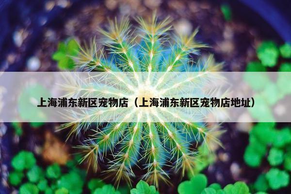 上海浦东新区宠物店（上海浦东新区宠物店地址）