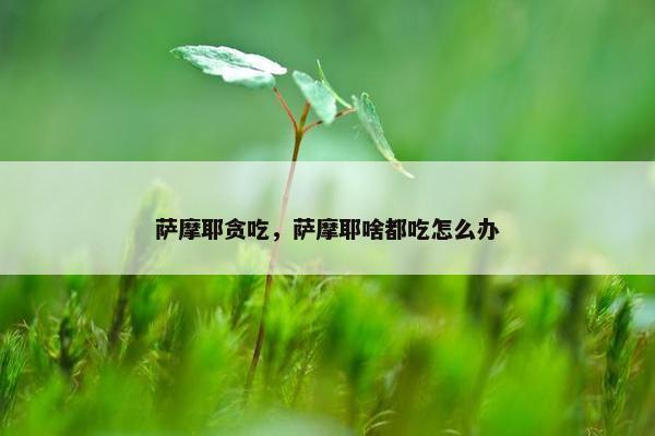 萨摩耶贪吃，萨摩耶啥都吃怎么办