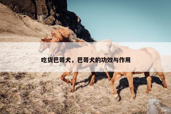 吃货巴哥犬，巴哥犬的功效与作用