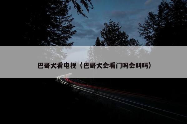巴哥犬看电视（巴哥犬会看门吗会叫吗）