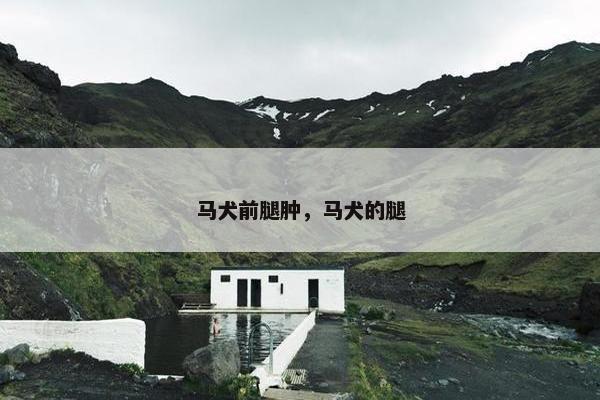 马犬前腿肿，马犬的腿