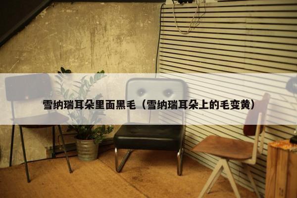 雪纳瑞耳朵里面黑毛（雪纳瑞耳朵上的毛变黄）