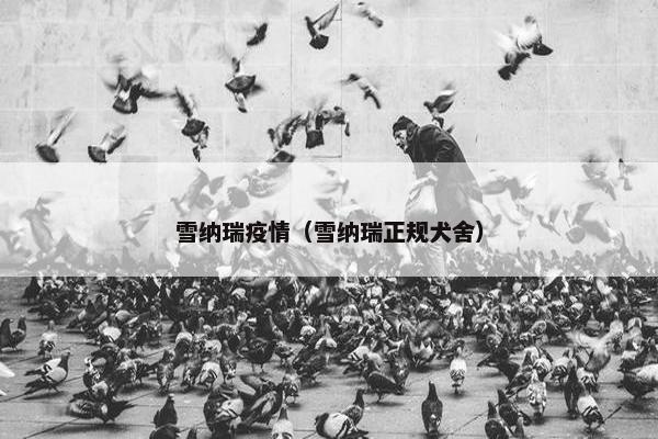 雪纳瑞疫情（雪纳瑞正规犬舍）