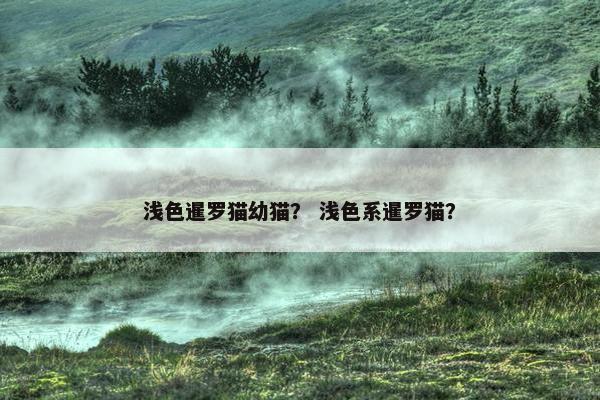 浅色暹罗猫幼猫？ 浅色系暹罗猫？