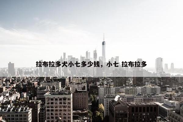 拉布拉多犬小七多少钱，小七 拉布拉多