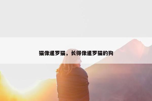 猫像暹罗猫，长得像暹罗猫的狗
