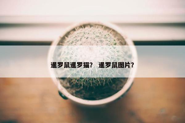 暹罗鼠暹罗猫？ 暹罗鼠图片？