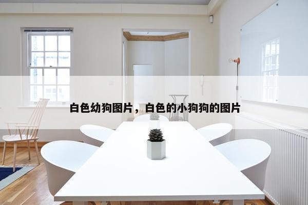 白色幼狗图片，白色的小狗狗的图片