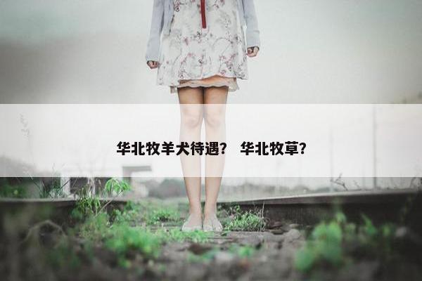 华北牧羊犬待遇？ 华北牧草？