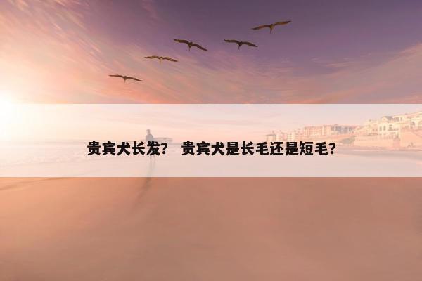 贵宾犬长发？ 贵宾犬是长毛还是短毛？