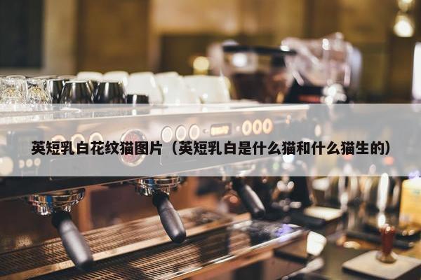 英短乳白花纹猫图片（英短乳白是什么猫和什么猫生的）