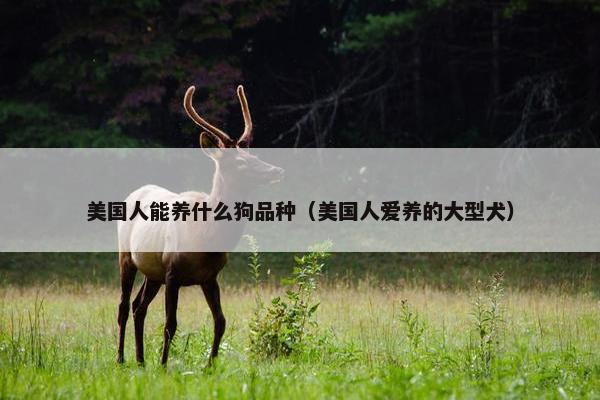 美国人能养什么狗品种（美国人爱养的大型犬）