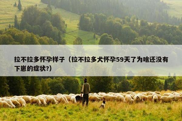 拉不拉多怀孕样子（拉不拉多犬怀孕59天了为啥还没有下崽的症状?）