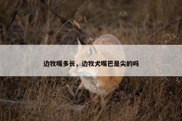 边牧嘴多长，边牧犬嘴巴是尖的吗