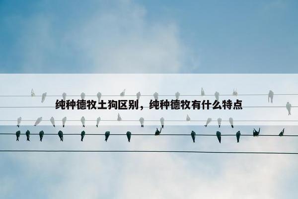 纯种德牧土狗区别，纯种德牧有什么特点