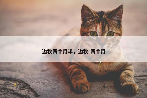 边牧两个月半，边牧 两个月