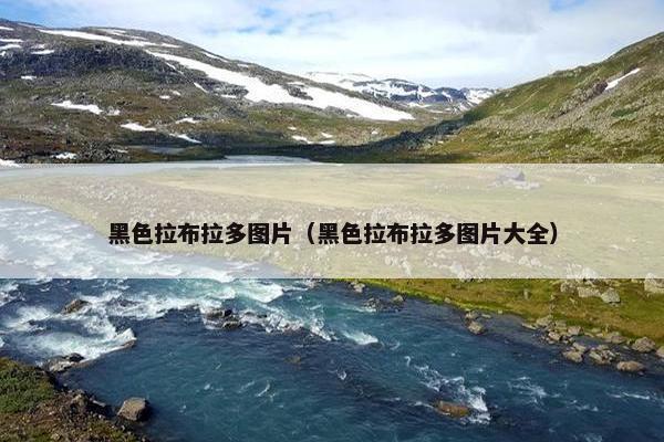 黑色拉布拉多图片（黑色拉布拉多图片大全）