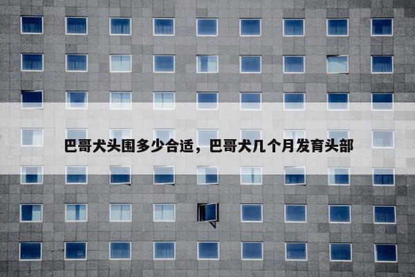 巴哥犬头围多少合适，巴哥犬几个月发育头部