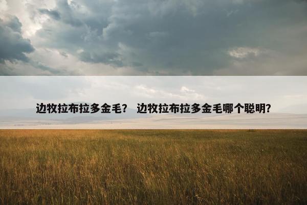 边牧拉布拉多金毛？ 边牧拉布拉多金毛哪个聪明？
