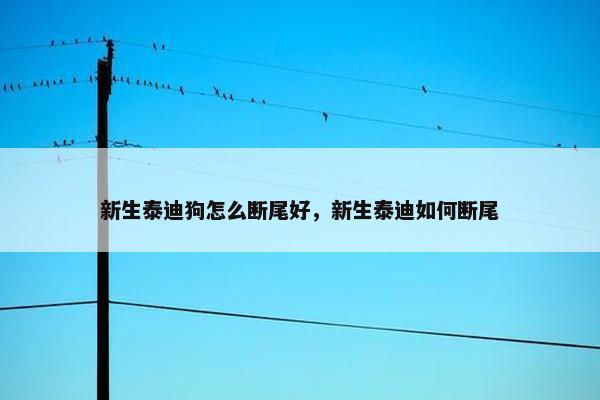 新生泰迪狗怎么断尾好，新生泰迪如何断尾