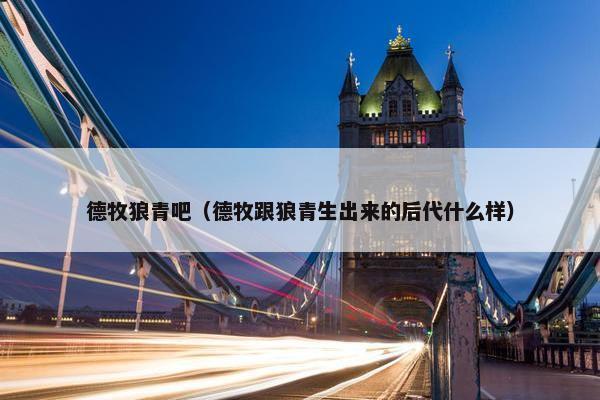 德牧狼青吧（德牧跟狼青生出来的后代什么样）