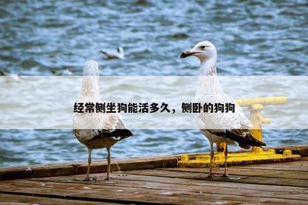 经常侧坐狗能活多久，侧卧的狗狗