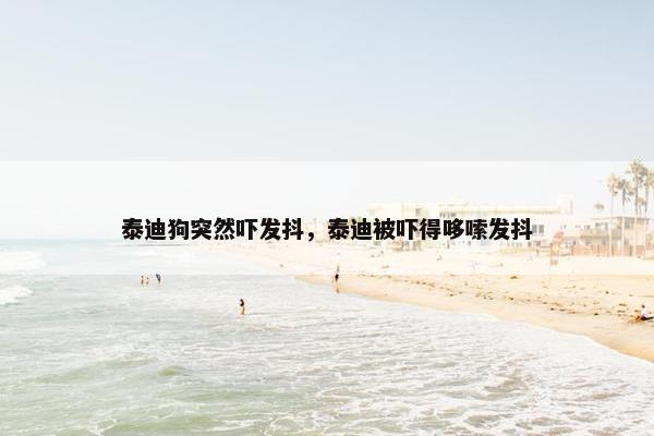泰迪狗突然吓发抖，泰迪被吓得哆嗦发抖