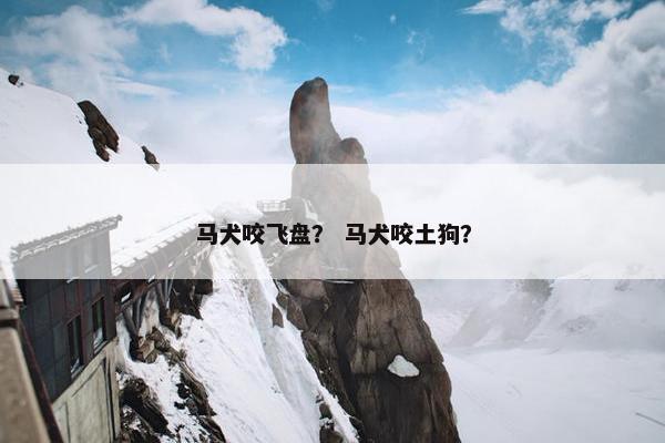 马犬咬飞盘？ 马犬咬土狗？