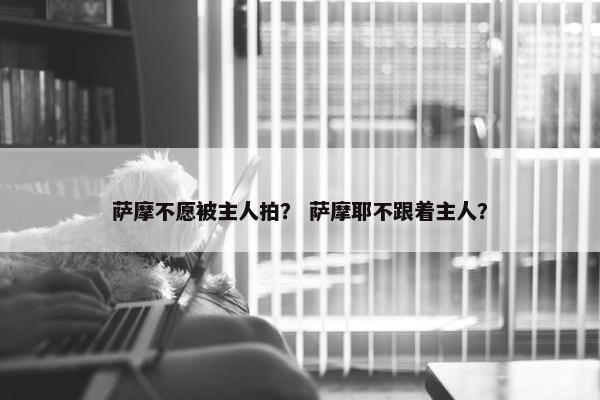 萨摩不愿被主人拍？ 萨摩耶不跟着主人？