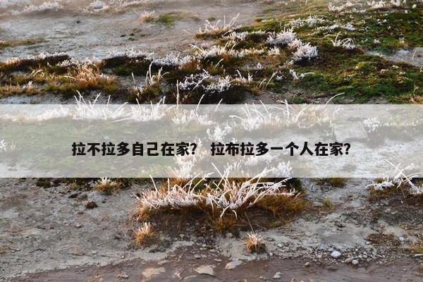 拉不拉多自己在家？ 拉布拉多一个人在家？