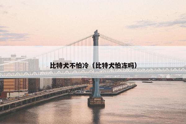 比特犬不怕冷（比特犬怕冻吗）
