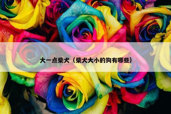 大一点柴犬（柴犬大小的狗有哪些）