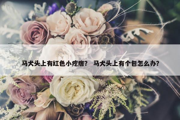 马犬头上有红色小疙瘩？ 马犬头上有个包怎么办？