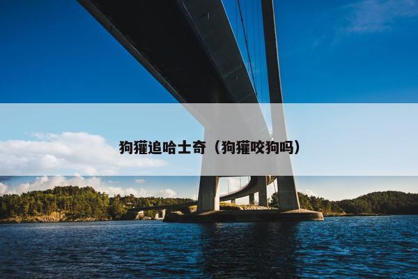 狗獾追哈士奇（狗獾咬狗吗）