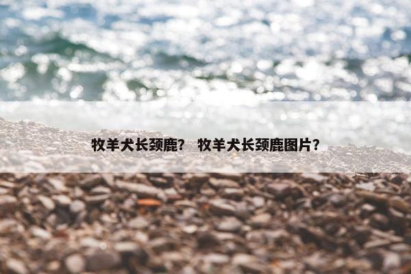 牧羊犬长颈鹿？ 牧羊犬长颈鹿图片？