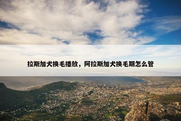 拉斯加犬换毛播放，阿拉斯加犬换毛期怎么管