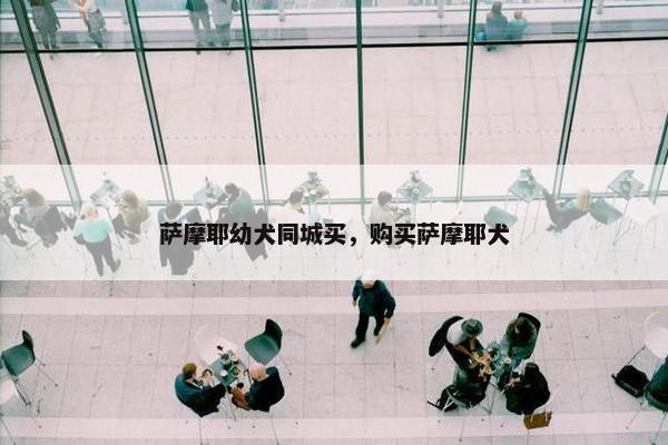 萨摩耶幼犬同城买，购买萨摩耶犬
