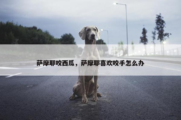 萨摩耶咬西瓜，萨摩耶喜欢咬手怎么办