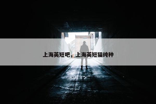 上海英短吧，上海英短猫纯种