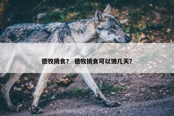 德牧挑食？ 德牧挑食可以饿几天？