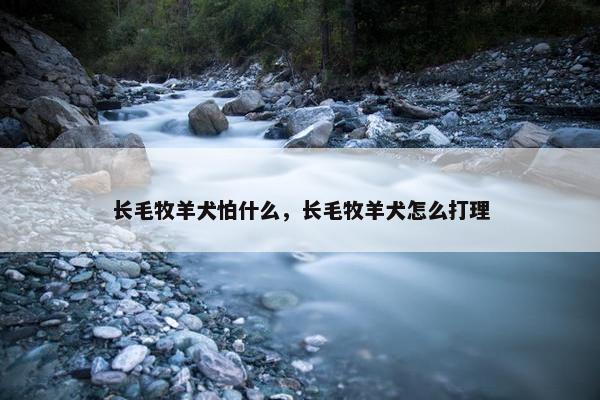 长毛牧羊犬怕什么，长毛牧羊犬怎么打理
