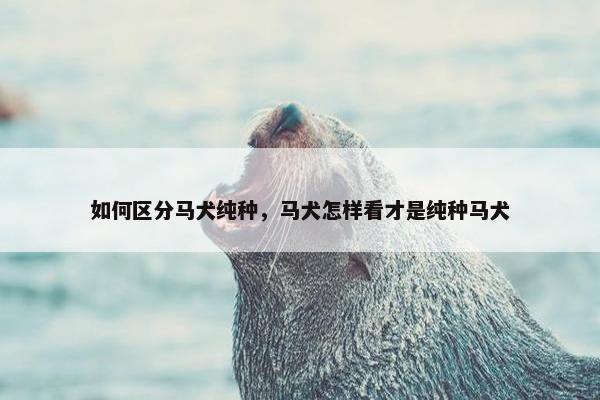 如何区分马犬纯种，马犬怎样看才是纯种马犬