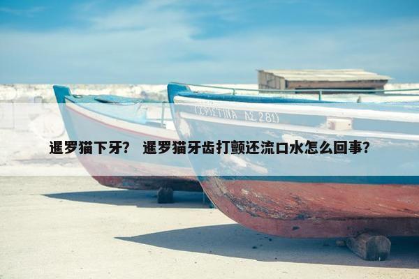 暹罗猫下牙？ 暹罗猫牙齿打颤还流口水怎么回事？