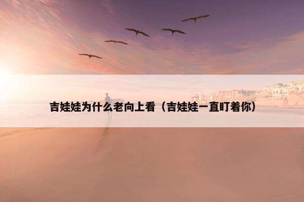 吉娃娃为什么老向上看（吉娃娃一直盯着你）
