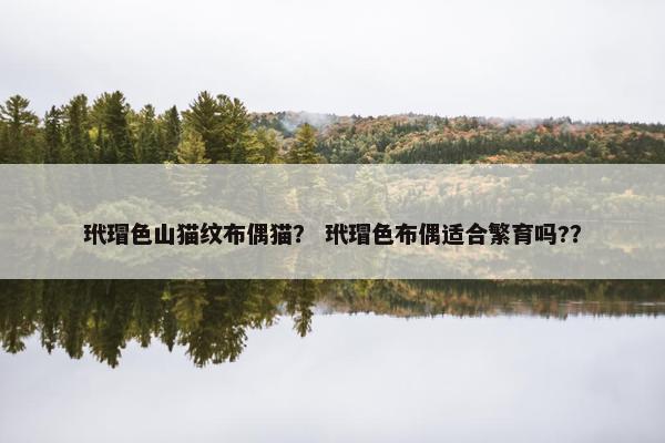 玳瑁色山猫纹布偶猫？ 玳瑁色布偶适合繁育吗?？
