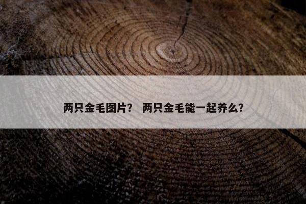 两只金毛图片？ 两只金毛能一起养么？