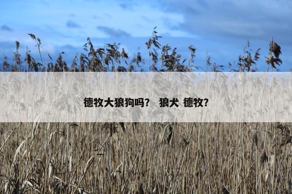 德牧大狼狗吗？ 狼犬 德牧？