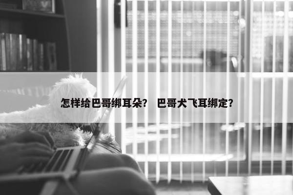 怎样给巴哥绑耳朵？ 巴哥犬飞耳绑定？